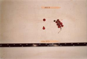 Click for 2 image(s) for this accession. FRUIT